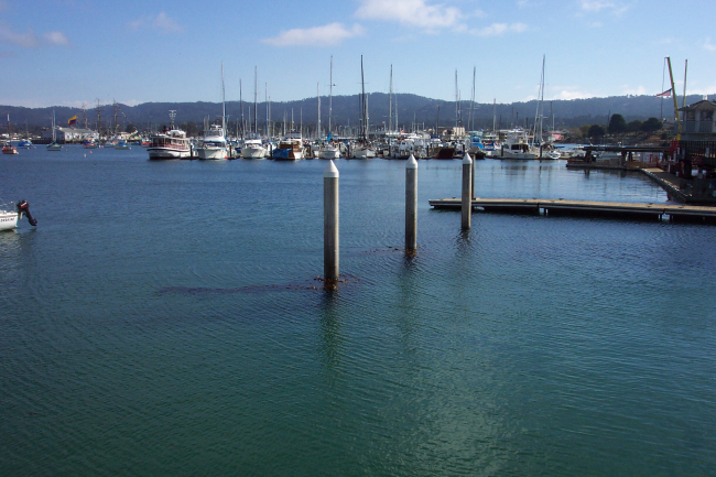 The Monterey yacht harbor