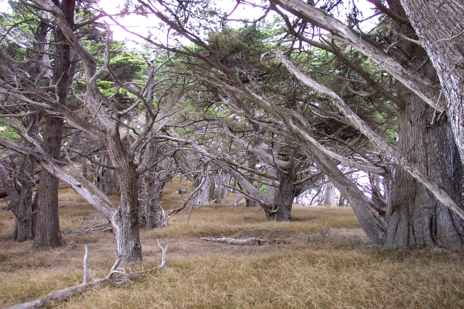 The Allan Grove of Cupressus macrocarpa, the Monterey cypress, at Point Lobos State Reserve