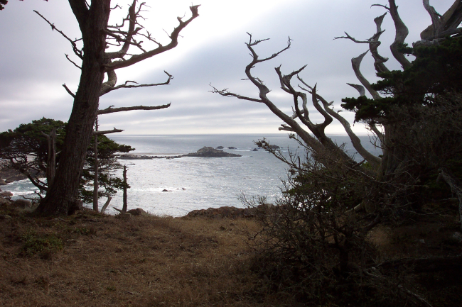 Looking through Monterey cypress, Cupressus macrocarpa, to off-lying rocks atPoint Lobos