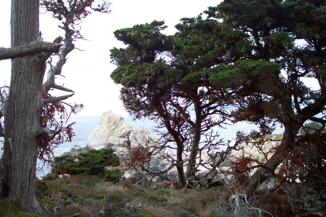 A magnificent headland at Point Lobos as seen through Monterey Cypress,Cupressus macrocarpa