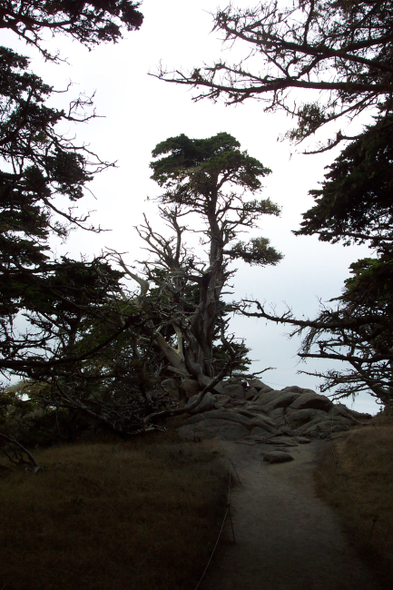 Monterey cypress on a Point Lobos Santa Lucia granodiorite outcrop