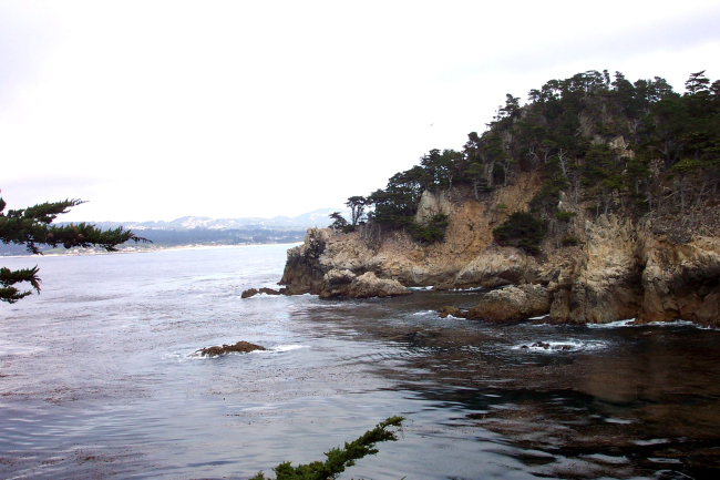 Monterey cypress on a rocky headland on the north side of Point Lobos