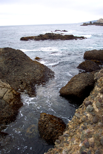 Conglomerate of the Carmelo Formation at Point Lobos eroding and leaving behinda tidepool