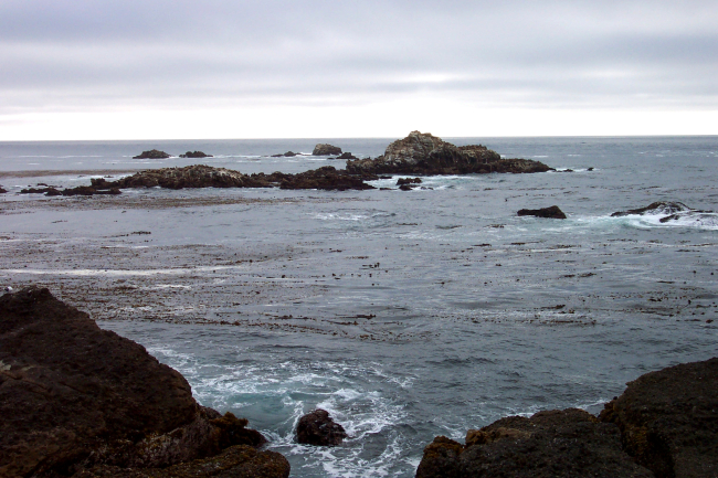 Kelp, rocks, and look closely to see the heads of sea lion on the offshore rocks at Point Lobos