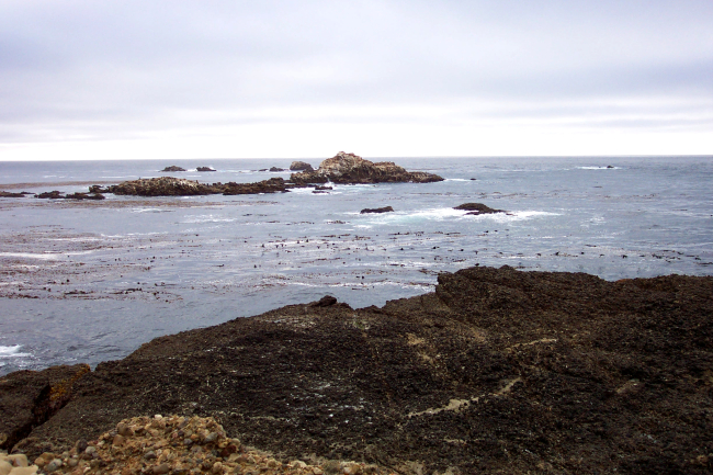 Kelp, rocks, and look closely to see the heads of sea lion on the offshore rocks at Point Lobos