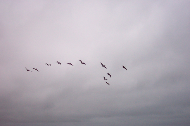 A flight of Brown Pelicans - Pelecanus occidentalis - as seen at Point Lobos