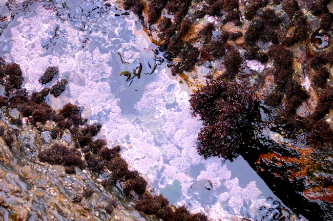 Looking into a tide pool at Point Lobos