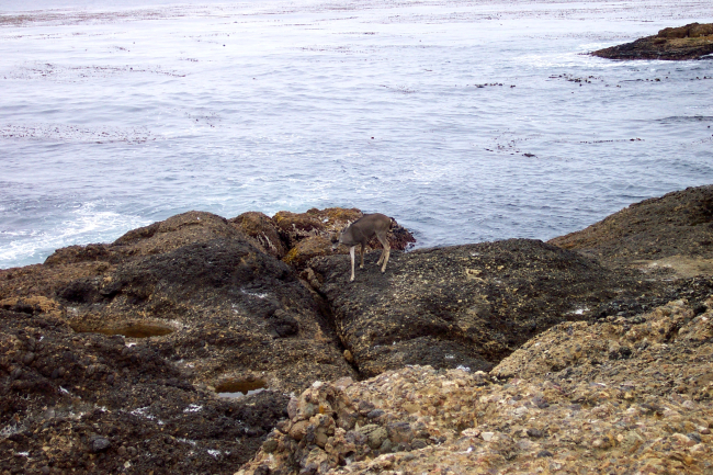 A deer going for a stroll along the ocean's edge at Point Lobos or perhaps itwas interested in the Carmelo Conglomerate
