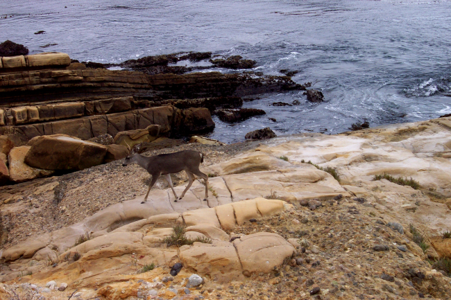 A deer going for a stroll along the ocean's edge at Point Lobos