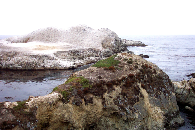 Bird Island covered with guano