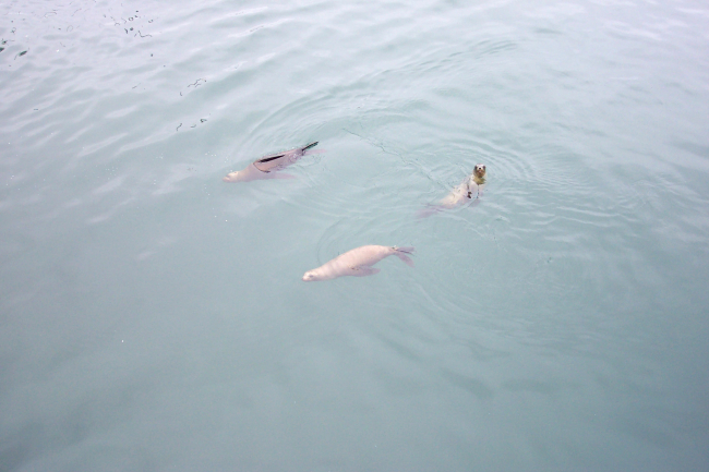 Sea lions swimming near Fisherman's Wharf, Monterey