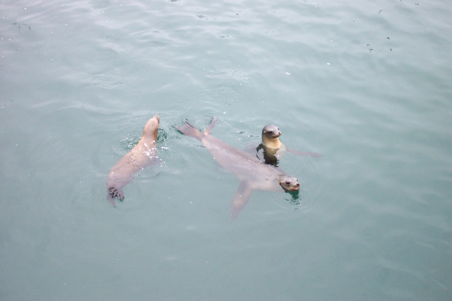 Sea lions swimming near Fisherman's Wharf, Monterey