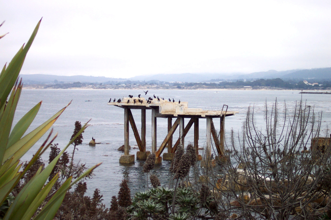 Brandt's cormorants - Phalacrocorax penicillatus - making use of an abandonedstructure along Cannery Row