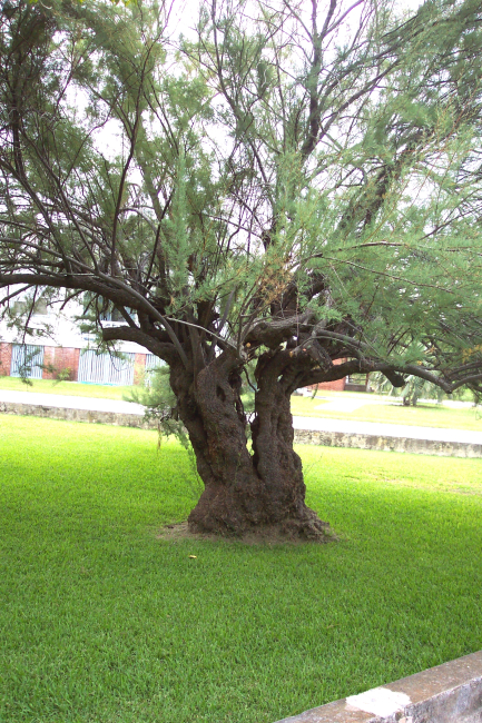 A gnarly tree at Stella Maris Catholic Church on Sullivans Island