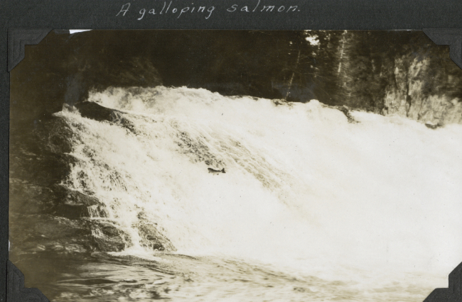 A galloping salmon leaping up a falls near Ketchikan
