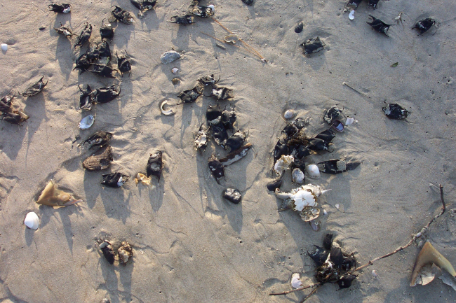 Sea purses, clam shells, and fragments of horseshoe crab shells litterthe tidal zone at Cape Henry