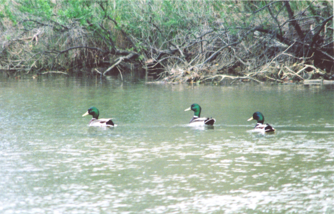 Mallards along a tributary of the Patuxent River