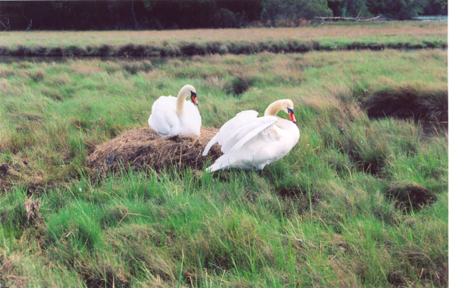 A mute swan nest