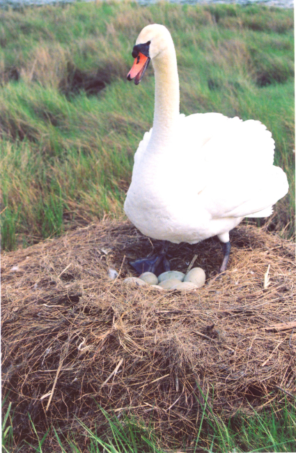 Mute swan guarding its nest