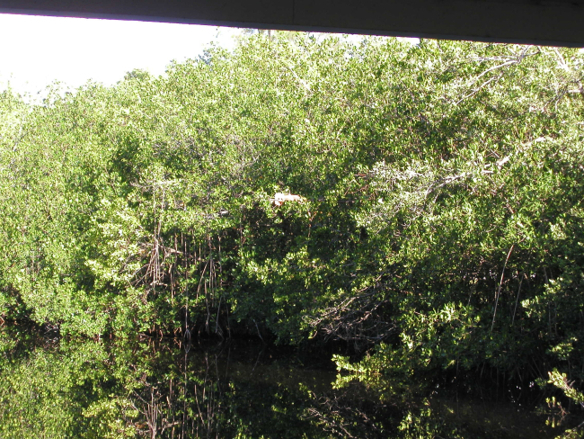 Mangrove trees help protect the coast as they help stem erosion as well asprovide habitat for innumerable marine species