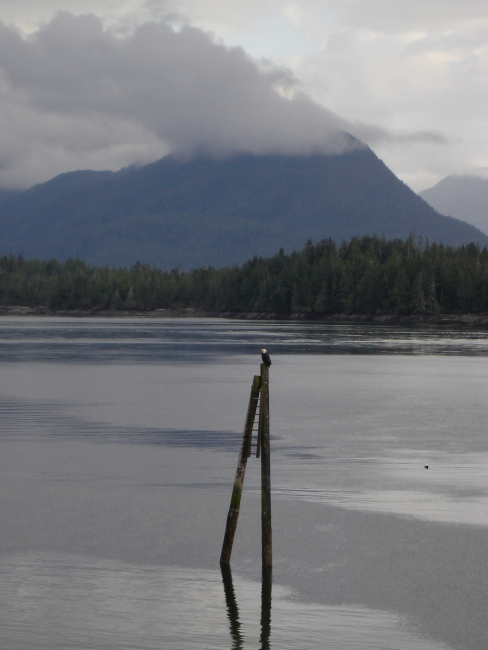 A bald eagle on a dolphin (structure) in the Inside Passage