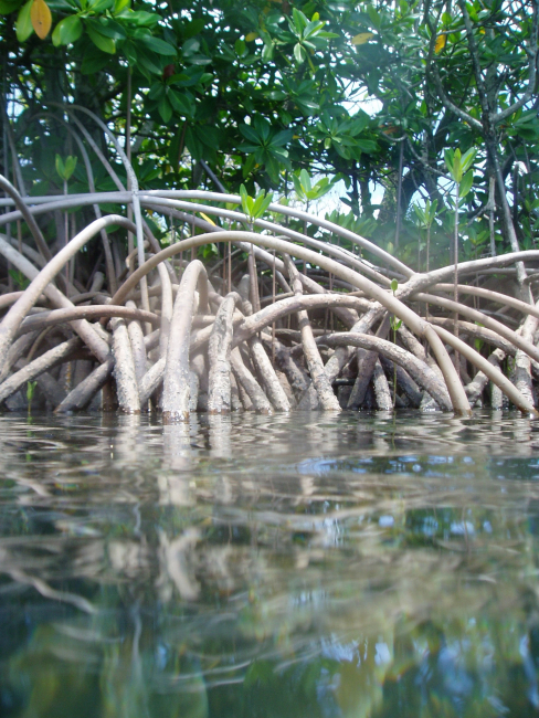 Magrove roots provide habitat for numerous marine animals