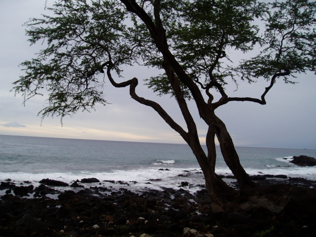 A rocky lava shoreline with a tree in silhouette