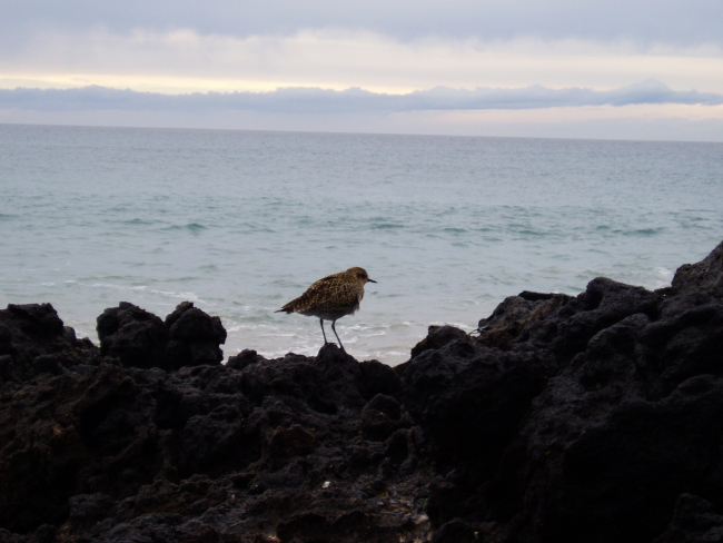 Shore bird and lava rocks at the interface of land and sea