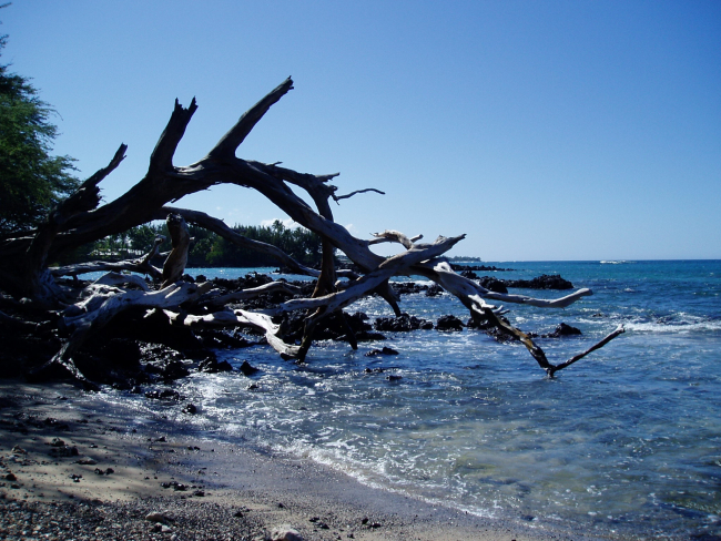 Picturesque dead trees, lava rocks, and blue water