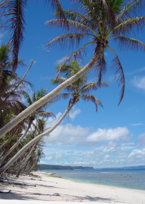 Palm trees overhanging a beach on Guam