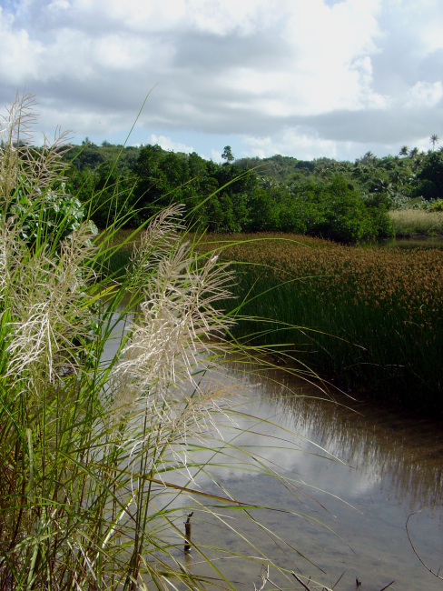 Phragmites marshland in wetlands of Guam