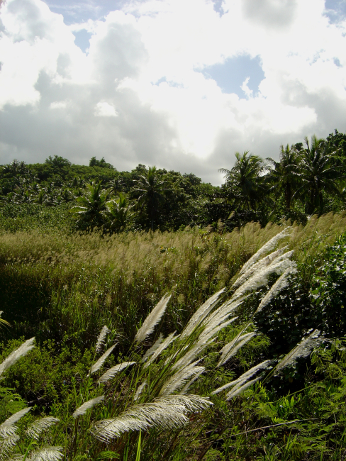 Phragmites marshland in wetlands of Guam