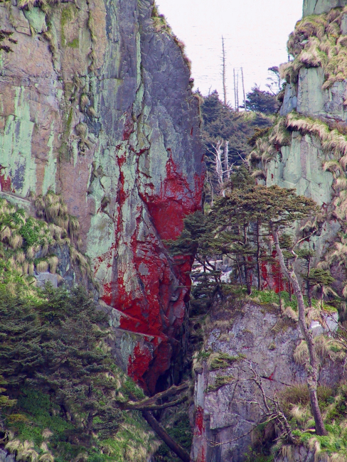 Possibly red lichen covering cliff in Southeast Alaska
