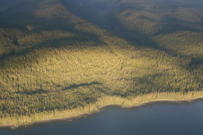 The timbered shores of Admiralty Island as seen from the air