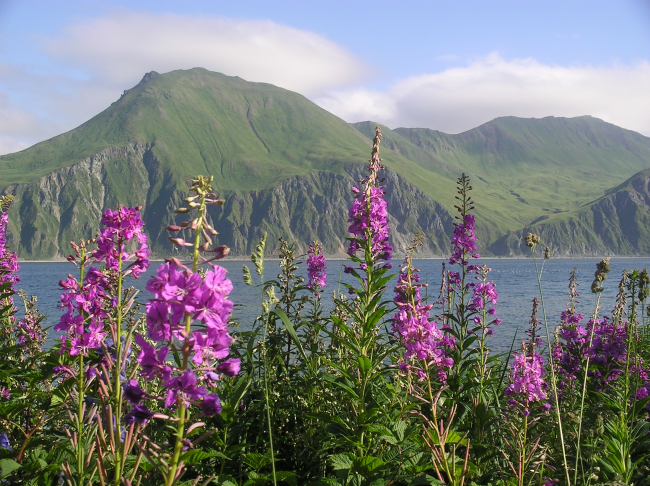 The Pass at Dutch Harbor seen through a stand of lupin