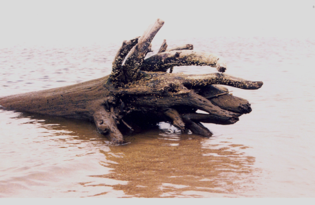 Barnacle-encrusted driftwood tree trunk in the Patuxent River