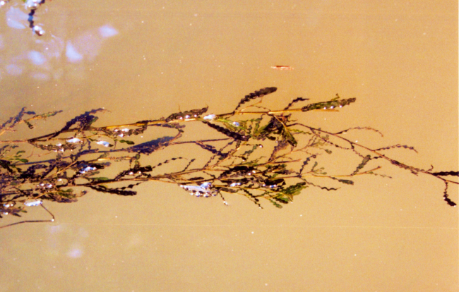 Curly pondweed in a Patuxent River marsh