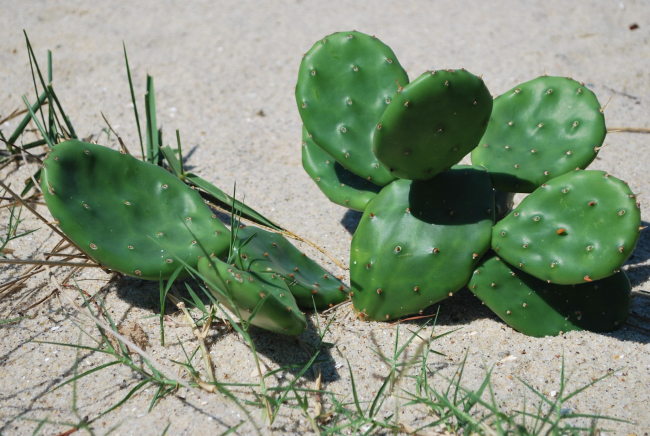 Prickly pear cactus along the Patuxent River Beach