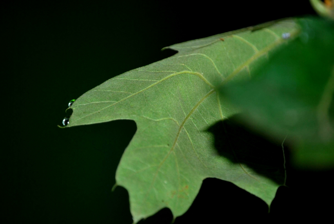 Dew drops on an oak leaf