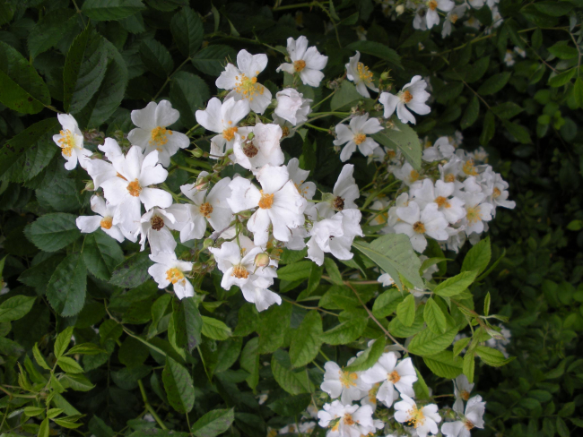 The invasive species multiflora rose (Rosa multiflora)