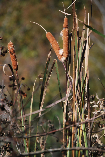 Cattails on Parkers Creek
