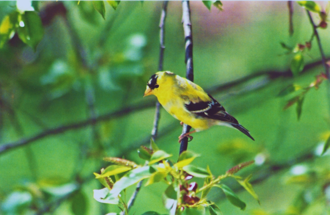 American goldfinch (Carduelis tristis) on a tree branch