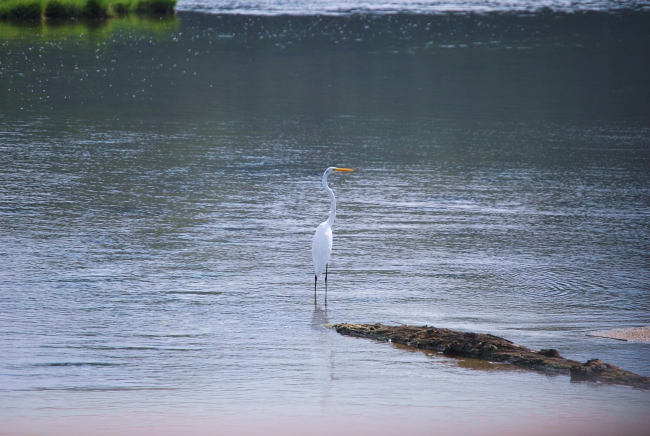 A great white egret or great egret (Ardea alba) on the Patuxent River