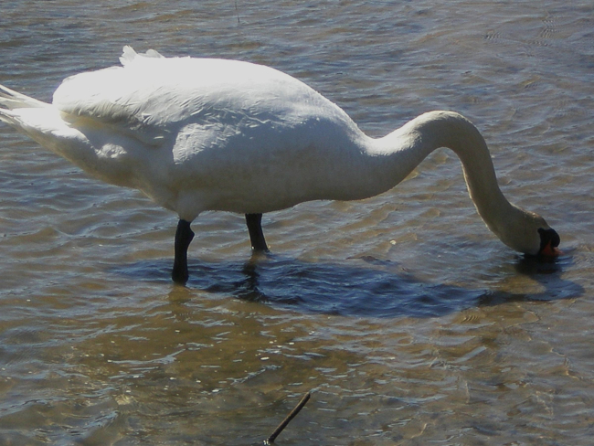 A mute swan (Cygnus olor)  foraging