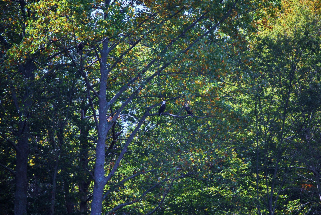A pair of bald eagles (Haliaeetus leucocephalus) in a tree off Parkers Creek
