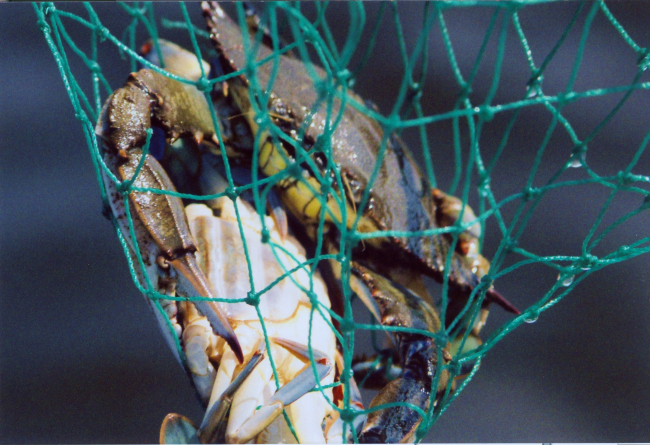 Blue crab doubler in net