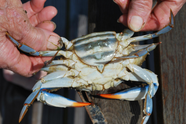 Underside of adult female blue crab, called sook by watermen