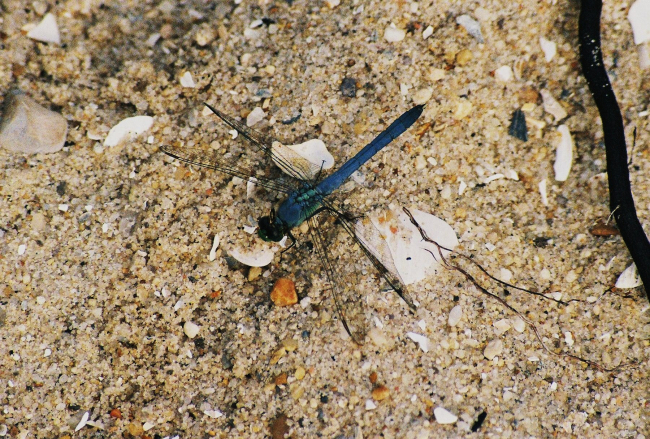 A blue damselfly out for a day at the beach