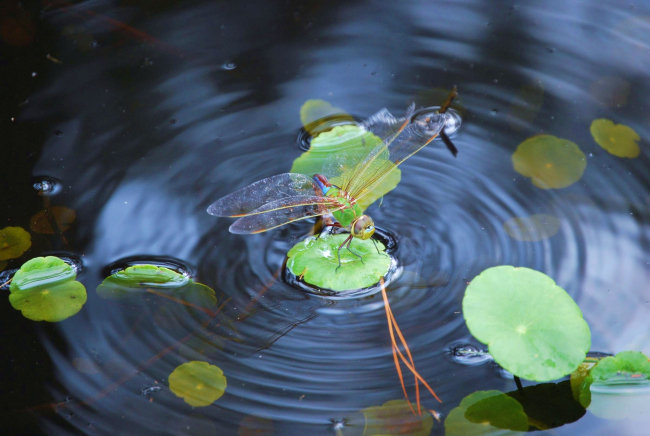 Dragonfly on a lily pad