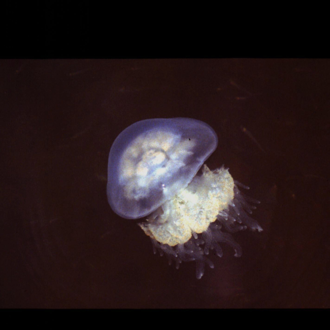 Mushroom cap jelly fish (Rhopilema verrilli)